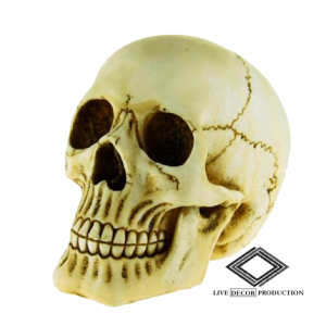Location de crâne de squelette