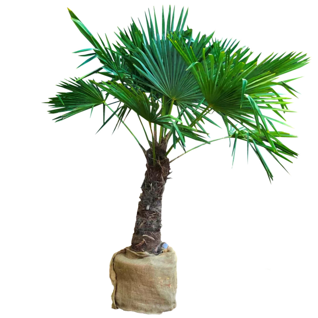 Location palmier naturel chamaerops