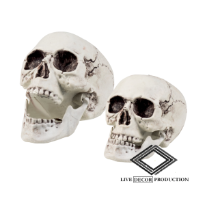 Location de crâne de squelette