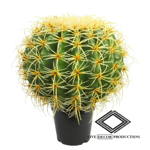 Cactus boule