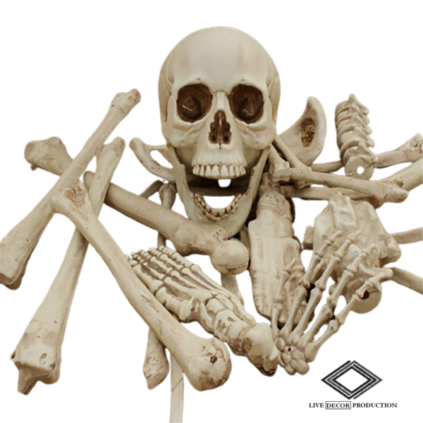 Location de morceaux de squelette