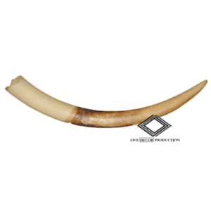 Location de fausse corne en ivoire