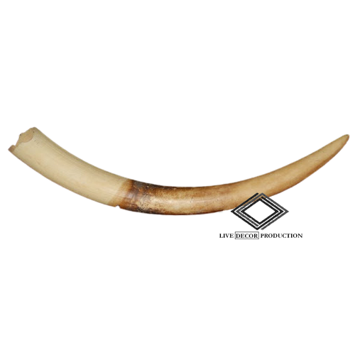 Location de fausse corne ivoire