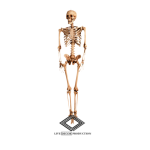 Location de faux squelette humain