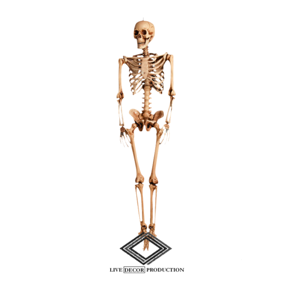 Location de faux squelette humain