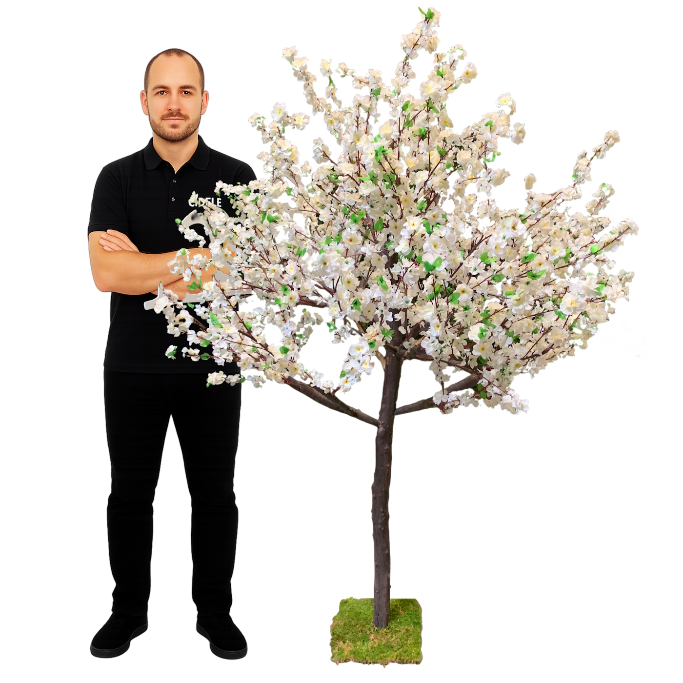 Arbre sakura blanc location