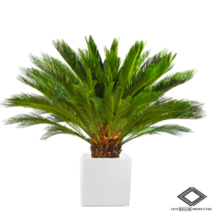 Location de palmier Cycas