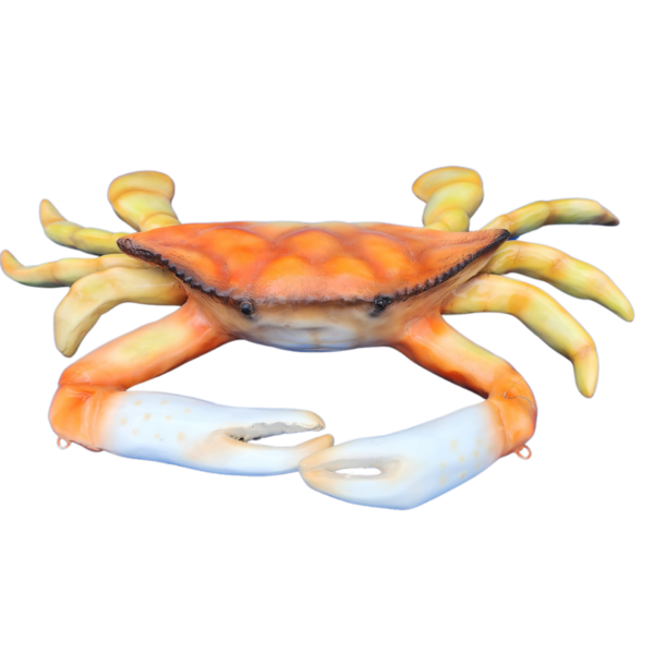 location crabe royal