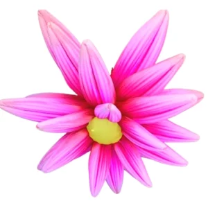 Fleur gonflable fushia