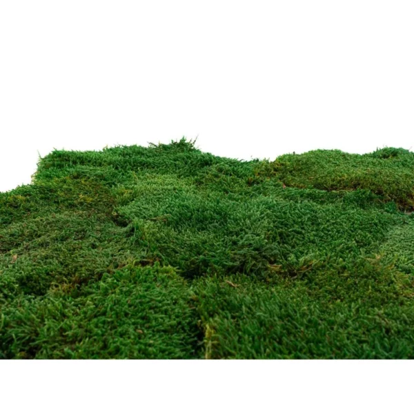location mousse naturelle stabilisée