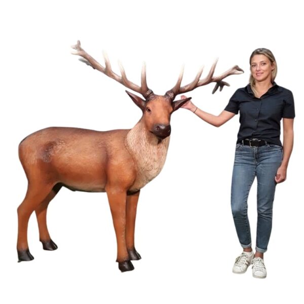 location cerf adulte