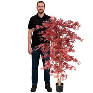 Érable rouge 160cm