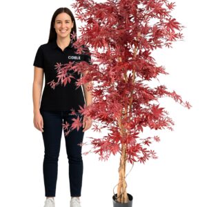 Érable rouge 190cm
