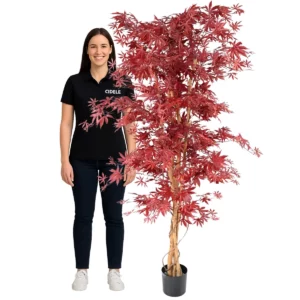 Érable rouge 190cm