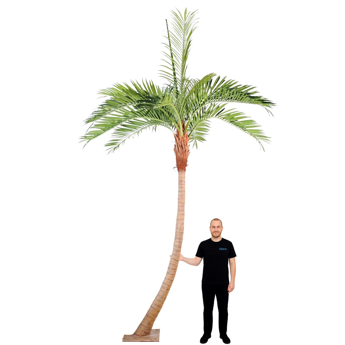 Location palmier courbé artificiel